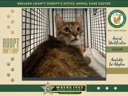 Shelter Stray Unknown Cat last seen Near Whisperwood Circle, MELBOURNE, FL, 32901, 5100 W Eau Gallie Blvd, Melbourne, FL 32934, USA
