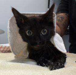 Shelter Stray Male Cat last seen Near 40th Street, San Diego, CA, 92102, 5500 Gaines St, San Diego, CA 92110, USA