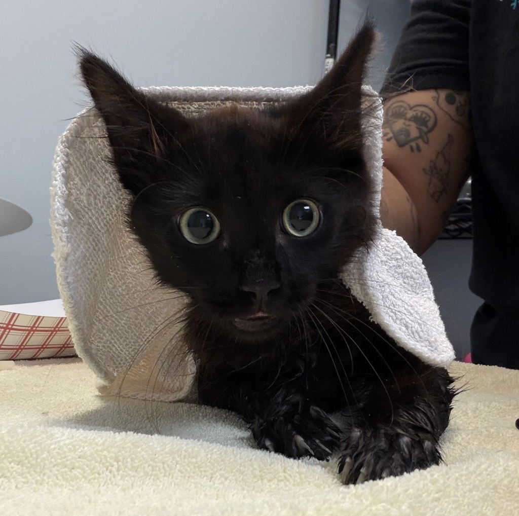 Shelter Stray Male Cat last seen Near 40th Street, San Diego, CA, 92102, 5500 Gaines St, San Diego, CA 92110, USA