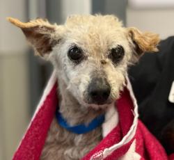 Shelter Stray Male Dog last seen Capricorn Way, San Diego, CA, 92126, 5500 Gaines St, San Diego, CA 92110, USA