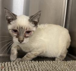 Shelter Stray Female Cat last seen Alleyway behind 849 S Pine St, Escondido, CA, 92025, USA, Escondido, CA, 92025, Escondido, CA 92027, USA