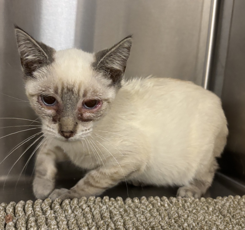 Shelter Stray Female Cat last seen Alleyway behind 849 S Pine St, Escondido, CA, 92025, USA, Escondido, CA, 92025, Escondido, CA 92027, USA