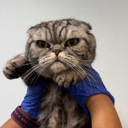 Shelter Stray Male Cat last seen Near Chicago Street, San Diego, CA, 92117, 5500 Gaines St, San Diego, CA 92110, USA