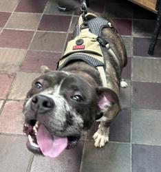 Shelter Stray Male Dog last seen Owner passed away., NEW YORK, NY, 10029, 326 E 110th St, New York, NY 10029, USA