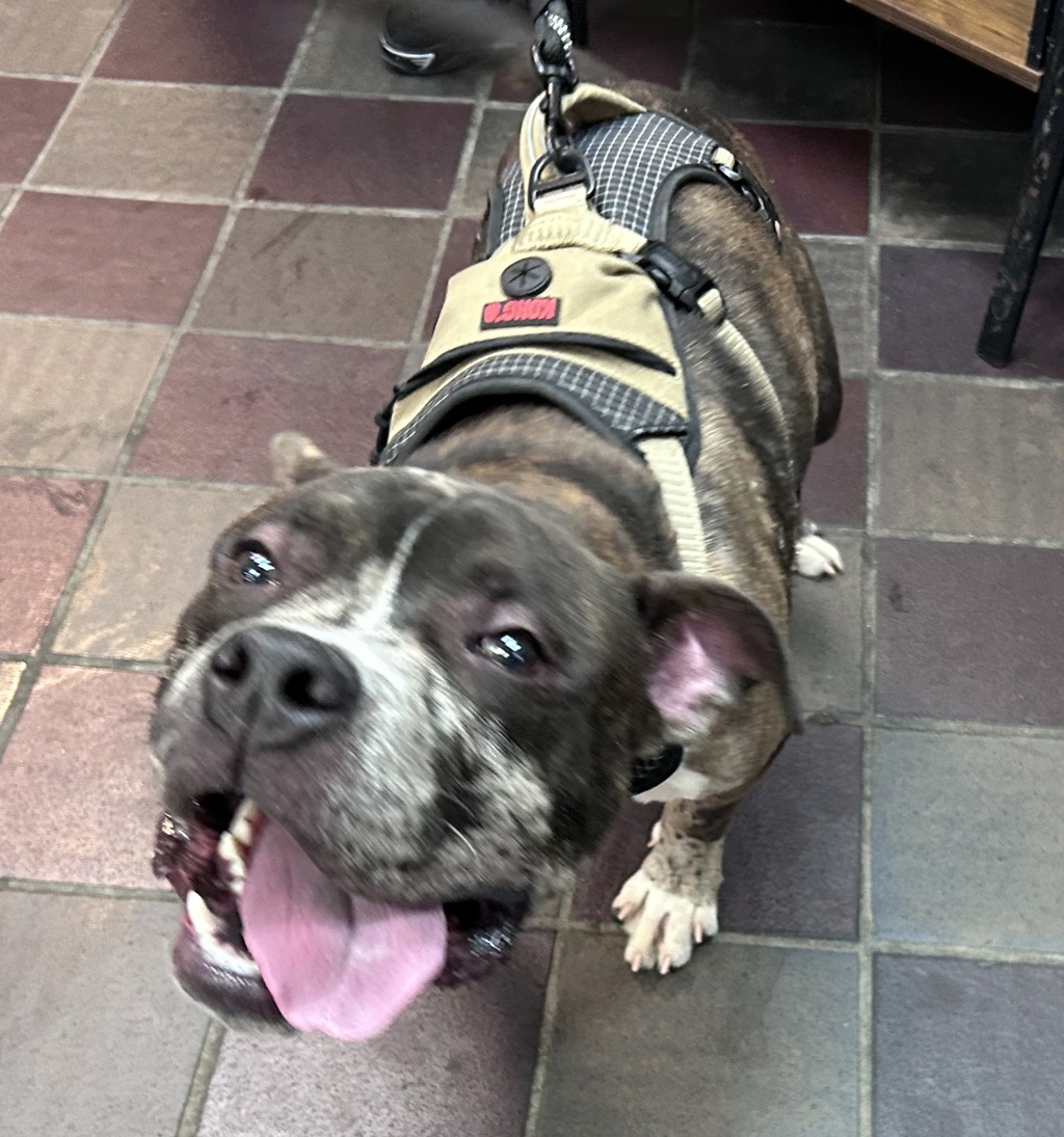 Shelter Stray Male Dog last seen NEW YORK, NY, 10029, 326 E 110th St, New York, NY 10029, USA