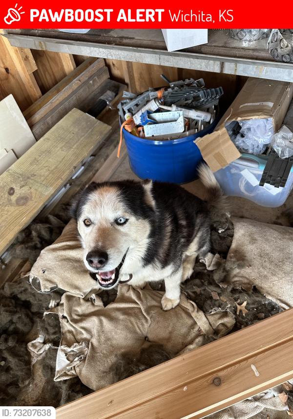 Lost Male Dog last seen W 51st st N, Wichita, KS 67204