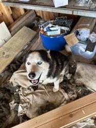 Lost Male Dog last seen W 51st st N, Wichita, KS 67204