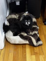 Lost Male Dog last seen Near Geaton Dr Upper Marlboro MD 20774, Upper Marlboro, MD 20774