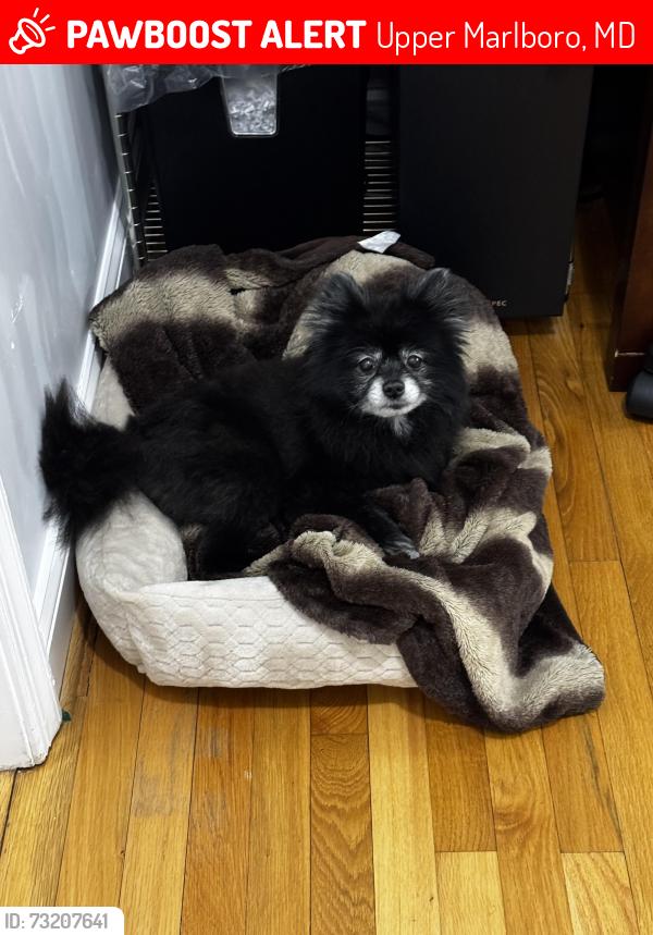 Lost Male Dog last seen Near Geaton Dr Upper Marlboro MD 20774, Upper Marlboro, MD 20774