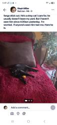 Reunited Male Cat last seen Wise Ave, Red Lion, PA 17356