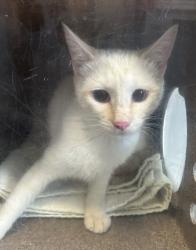 Shelter Stray Female Cat last seen Near E 3rd Avenue, SALT LAKE CITY, UT, 84103, 511 W 3900 S, Salt Lake City, UT 84123, USA