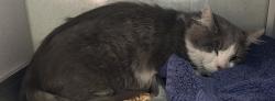Shelter Stray Male Cat last seen Near E 3800 S, MILLCREEK, UT, 84117, 511 W 3900 S, Salt Lake City, UT 84123, USA