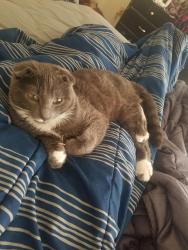 Lost Male Cat last seen Haven Ln. and Mckinleyville Ave., McKinleyville, CA 95519