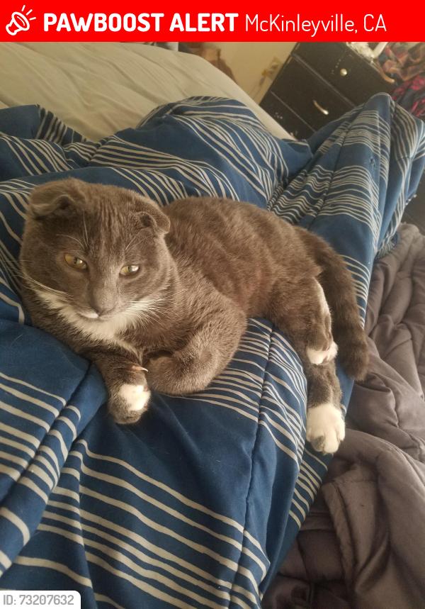 Lost Male Cat last seen Haven Ln. and Mckinleyville Ave., McKinleyville, CA 95519