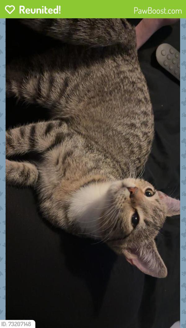 Reunited Female Cat last seen Huncote, Huncote, England LE9 3EH