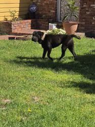 Lost Female Dog last seen Golf Links Rd, Oakland, CA 94605