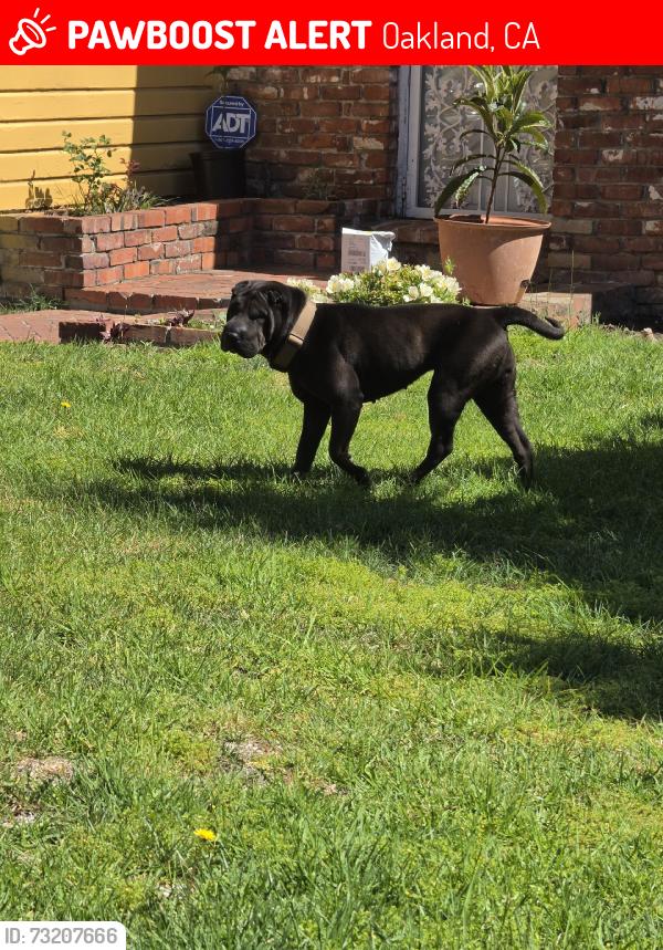 Lost Female Dog last seen Golf Links Rd, Oakland, CA 94605