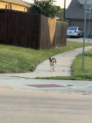 Found/Stray Male Dog last seen Vance Dr/San Marcos, Forney, TX 75126