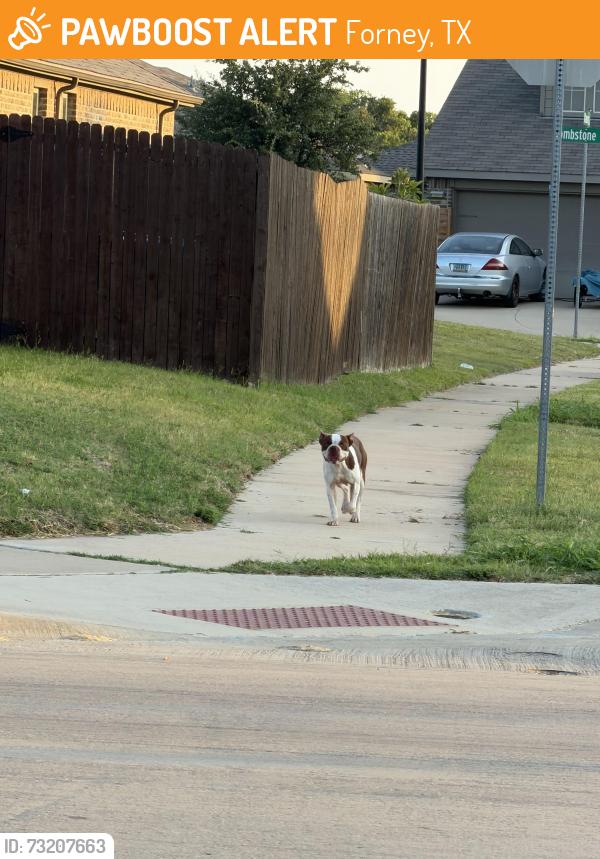 Found/Stray Male Dog last seen Vance Dr/San Marcos, Forney, TX 75126