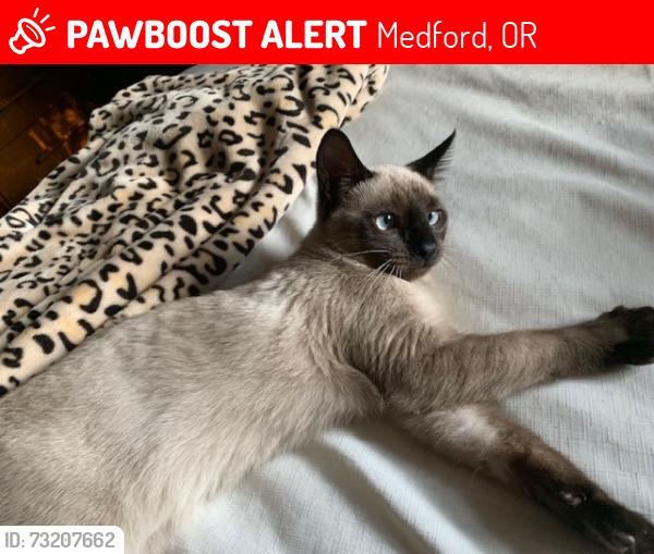 Lost Female Cat last seen Aspen St between Peach and Columbus, Medford, OR 97501
