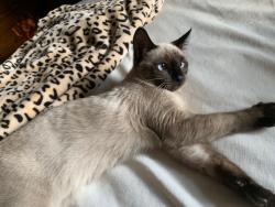 Lost Female Cat last seen Aspen St between Peach and Columbus, Medford, OR 97501