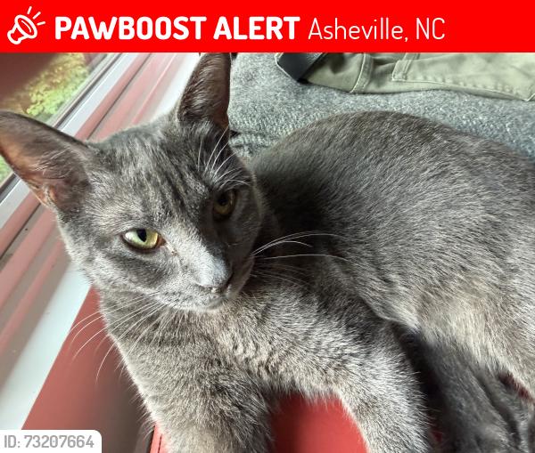 Lost Female Cat last seen Bent branch lane., Asheville, NC 28804
