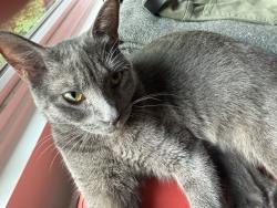 Lost Female Cat last seen Bent branch lane., Asheville, NC 28804