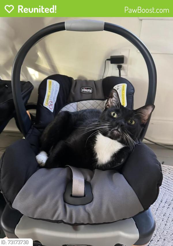 Reunited Male Cat last seen Mahaffey rd, Greenville County, SC 29651