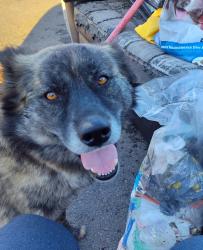 Lost Female Dog last seen Roth rd. & S Mckinnley, Lathrop, CA 95231