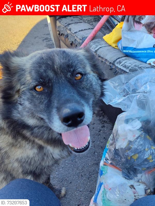 Lost Female Dog last seen Roth rd. & S Mckinnley, Lathrop, CA 95231