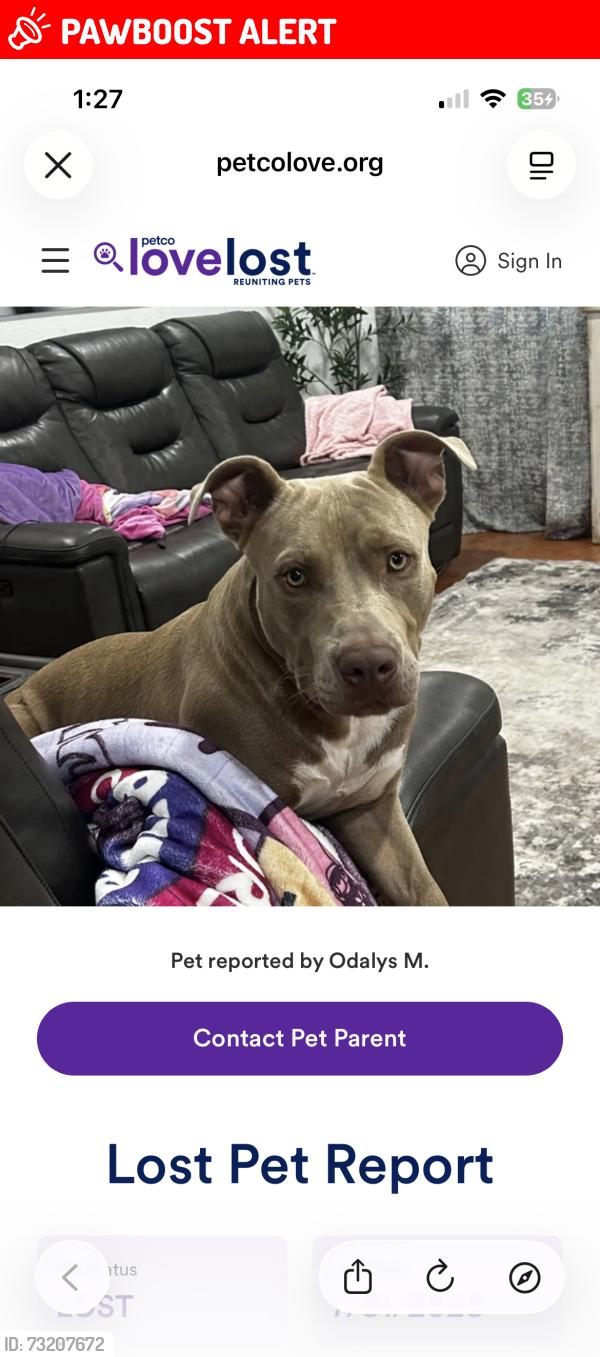 Lost Male Dog last seen Barbridge and military, West Palm Beach, FL 33406