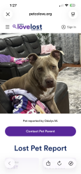 Lost Male Dog last seen Barbridge and military, West Palm Beach, FL 33406