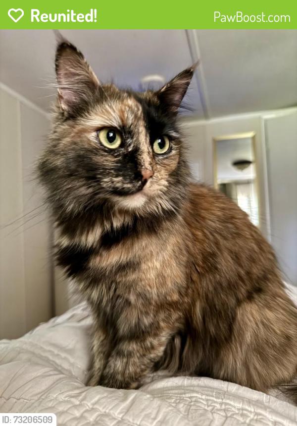 Reunited Female Cat last seen The corner of Sherfey Rd and Gray Station Sulphur Springs Rd, Jonesborough, TN 37659