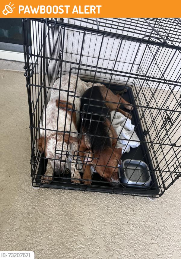 Found/Stray Unknown Dog last seen Pep boyz auto body shop, Greater Carrollwood, FL 33618