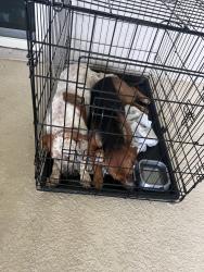 Found/Stray Unknown Dog last seen Pep boyz auto body shop, Greater Carrollwood, FL 33618