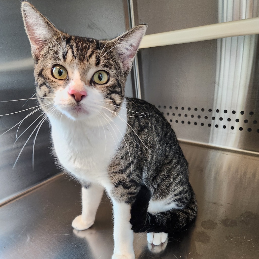 Shelter Stray Male Cat last seen , 3428 S Jenkins Ave, Norman, OK 73072, USA