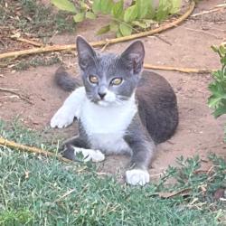 Shelter Stray Female Cat last seen , 361 S Raymond Ave, Pasadena, CA 91105, USA