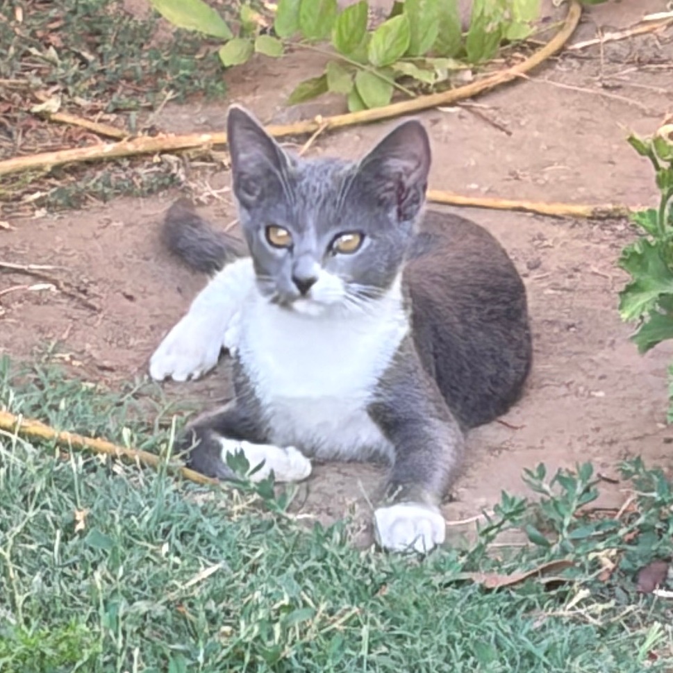 Shelter Stray Female Cat last seen , 361 S Raymond Ave, Pasadena, CA 91105, USA
