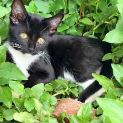 Shelter Stray Male Cat last seen , 361 S Raymond Ave, Pasadena, CA 91105, USA