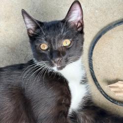 Shelter Stray Female Cat last seen , 361 S Raymond Ave, Pasadena, CA 91105, USA