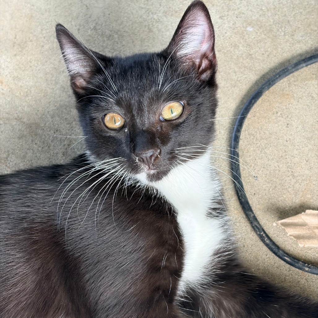 Shelter Stray Female Cat last seen , 361 S Raymond Ave, Pasadena, CA 91105, USA