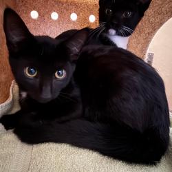 Shelter Stray Male Cat last seen , 361 S Raymond Ave, Pasadena, CA 91105, USA