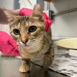 Shelter Stray Female Cat last seen , 328 Furman Hall Rd, Greenville, SC 29609, USA