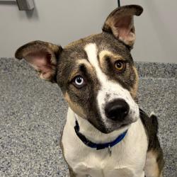 Shelter Stray Male Dog last seen , 328 Furman Hall Rd, Greenville, SC 29609, USA
