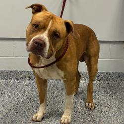 Shelter Stray Male Dog last seen , 328 Furman Hall Rd, Greenville, SC 29609, USA