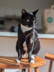 Reunited Male Cat last seen N Bayview Ave & E Duane Ave, Sunnyvale, CA, Sunnyvale, CA 94085