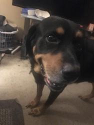 Lost Male Dog last seen Vanston / Shands park area, Mesquite, TX 75150