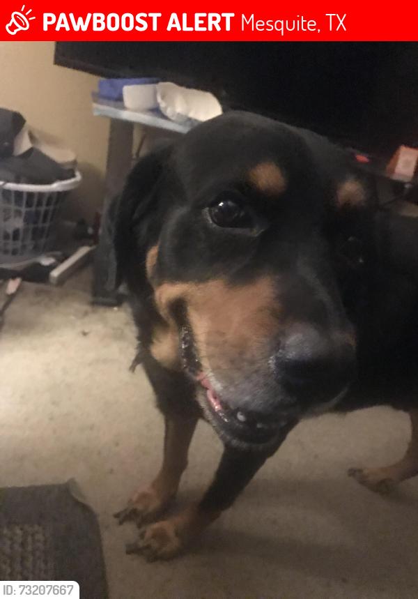 Lost Male Dog last seen Vanston / Shands park area, Mesquite, TX 75150