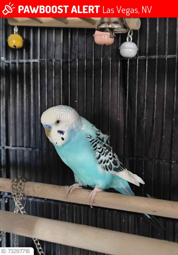 Lost Unknown Bird last seen alta and buffalo, Las Vegas, NV 89145