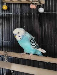Lost Unknown Bird last seen alta and buffalo, Las Vegas, NV 89145